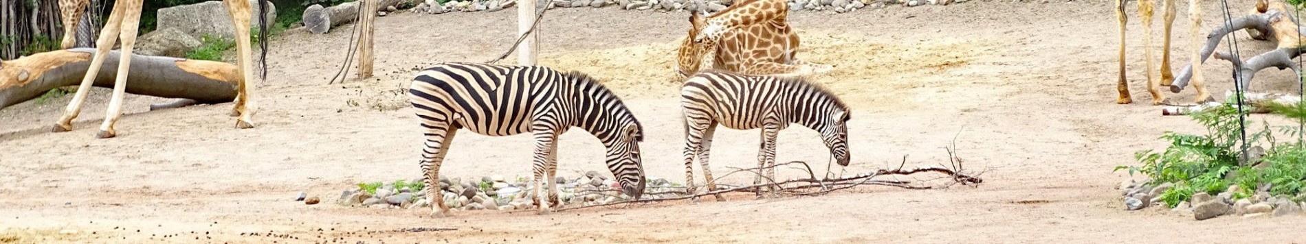 Zebras in the outdoor enclosure