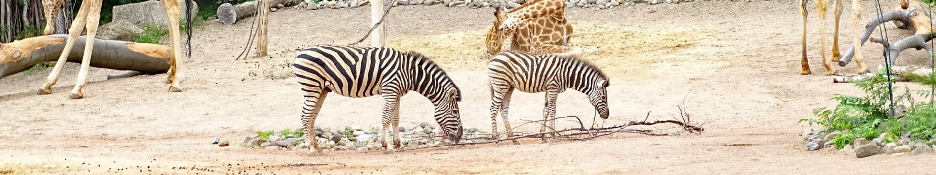 Zebras in the outdoor enclosure