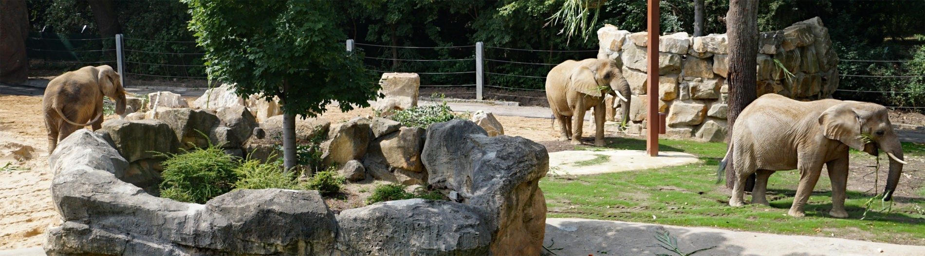 The elephants outdoor enclosure