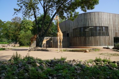 Außenanlage der Giraffen
