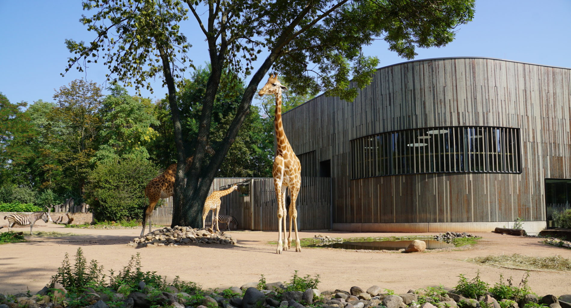 Außenanlage der Giraffen