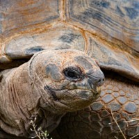 Riesenschildkröte
