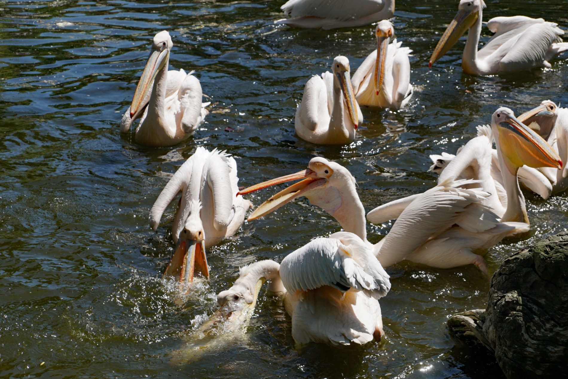 Fütterung der Pelikane