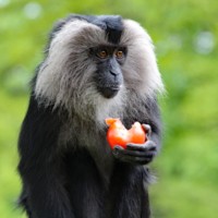 Lion-tailed macaque