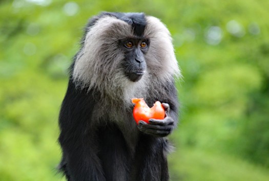 Lion-tailed macaque