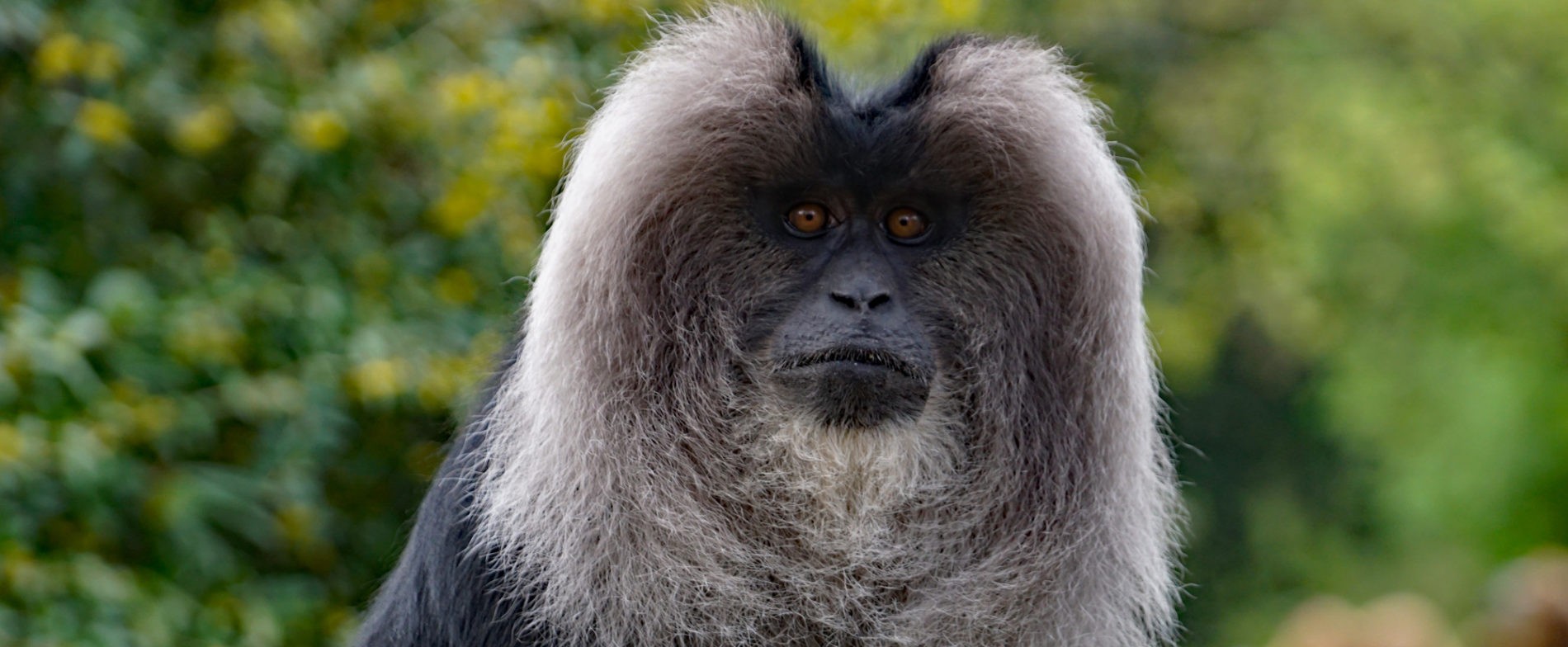 Lion-tailed macaque