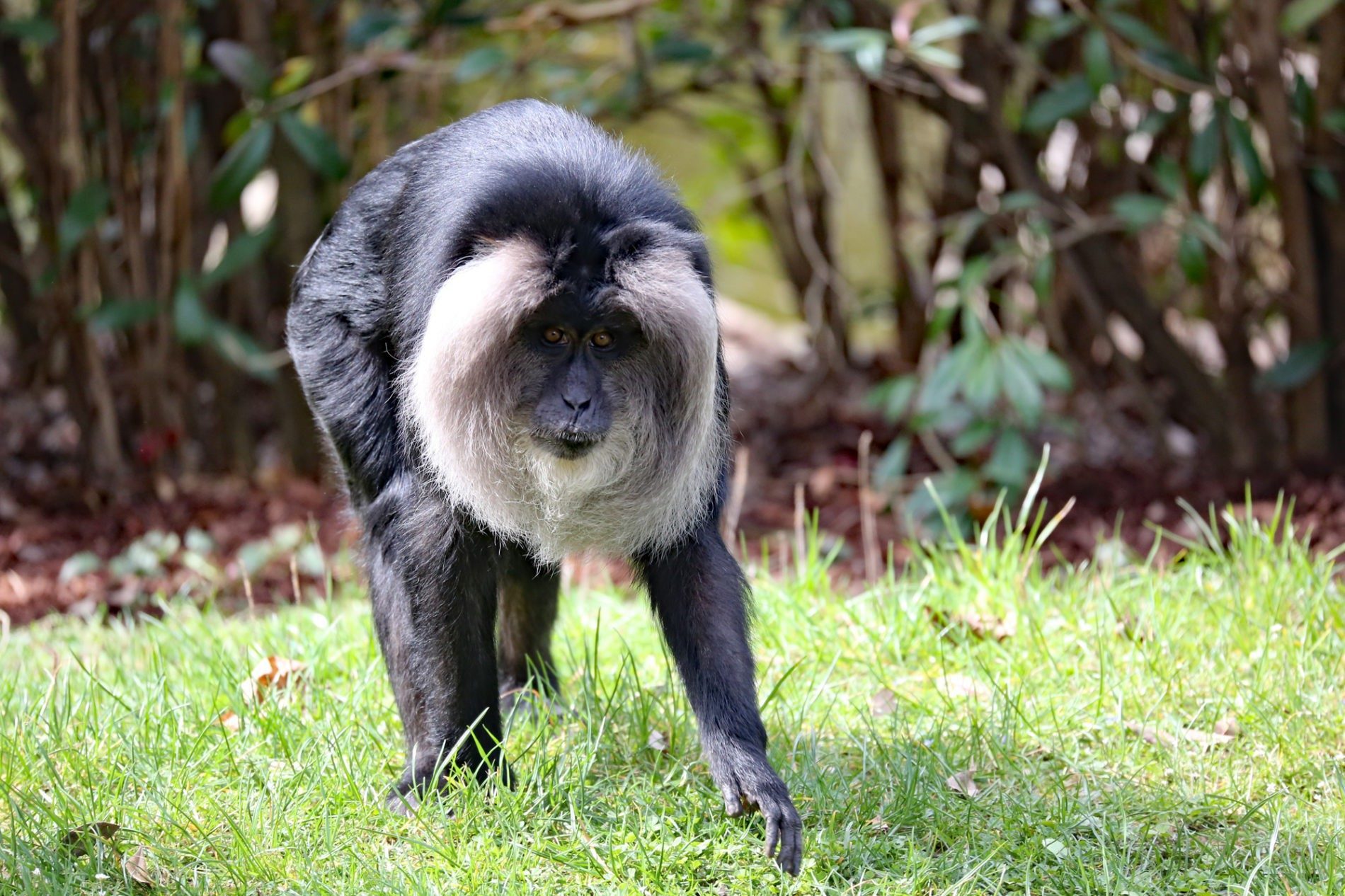 Lion-tailed macaque