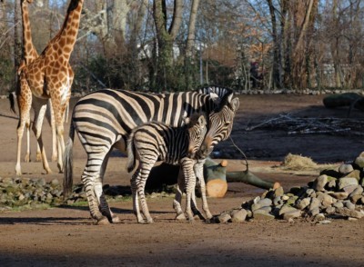 Plains zebra with young