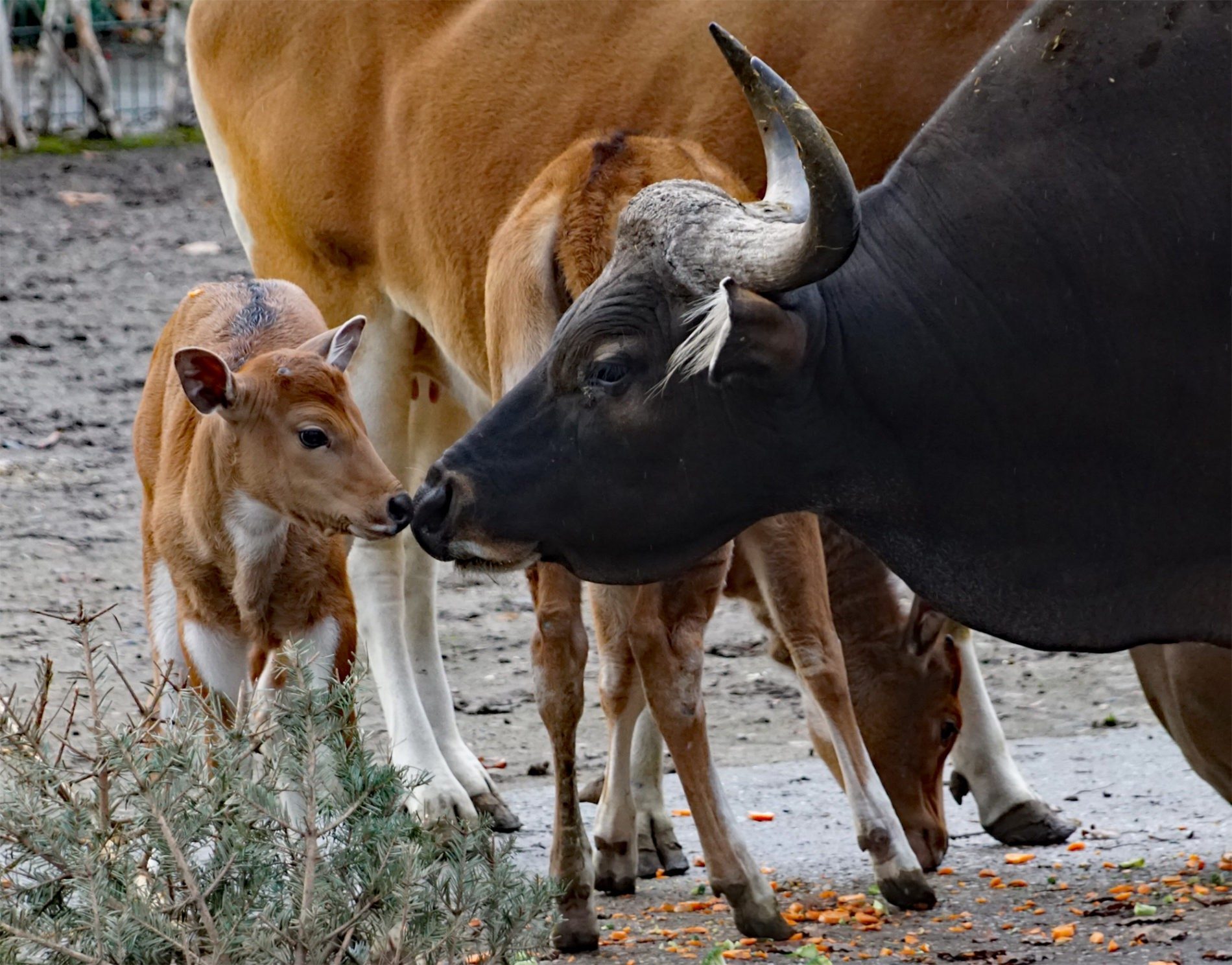 Bull banteng with young