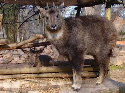 Chinese goral