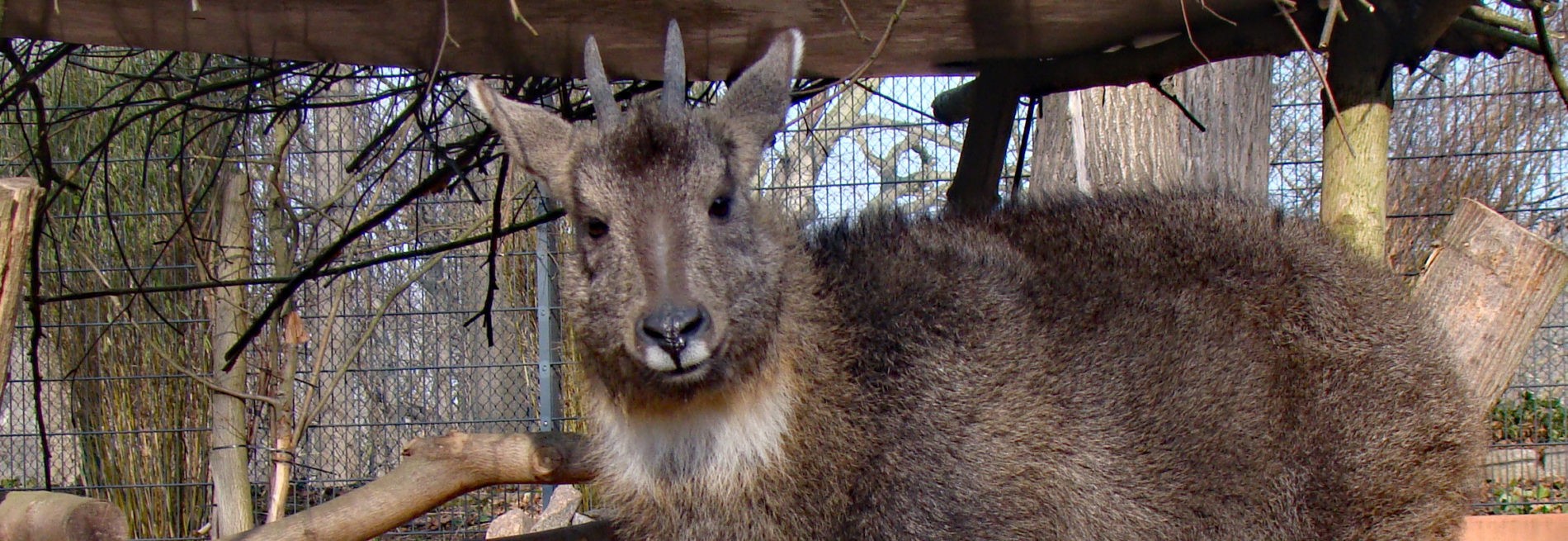Chinese goral