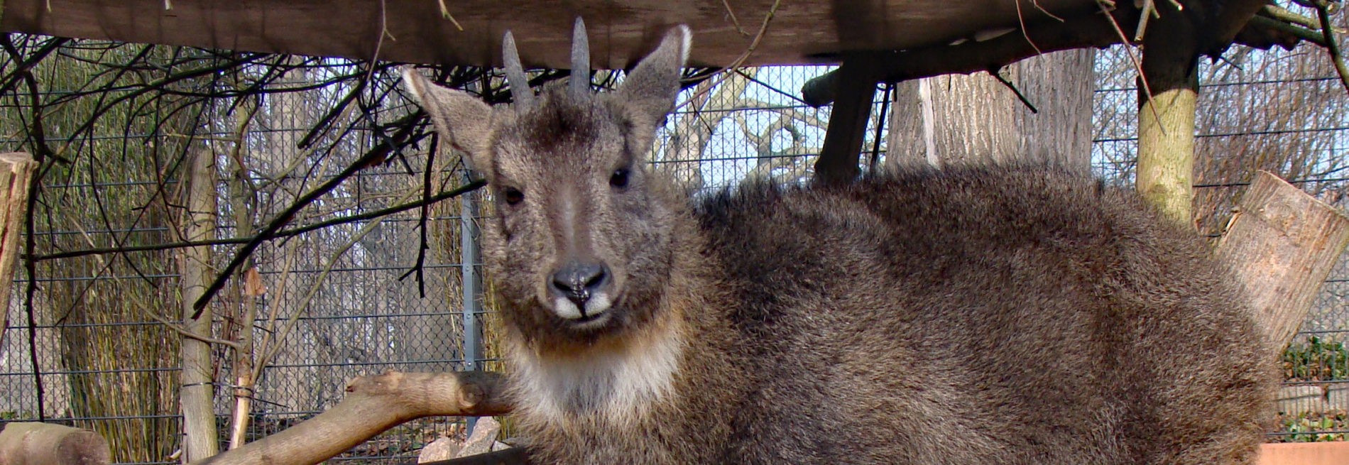 Chinesischer Goral
