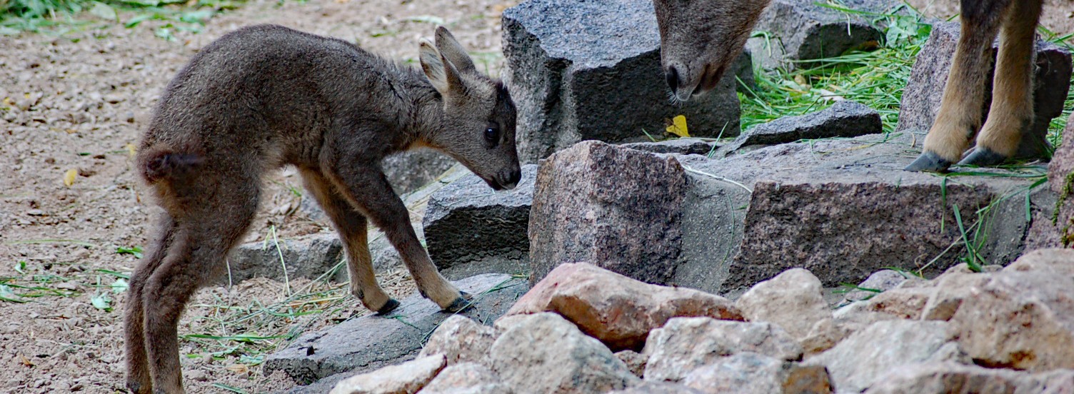 Chinesischer Goral
