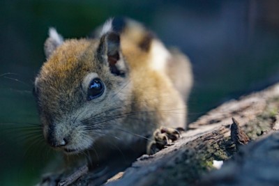 Baumstreifenhörnchen