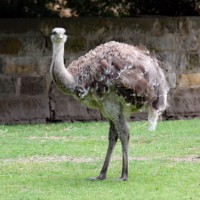 Lesser rhea