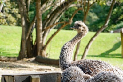 Lesser rhea