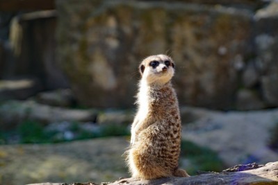 Meerkat