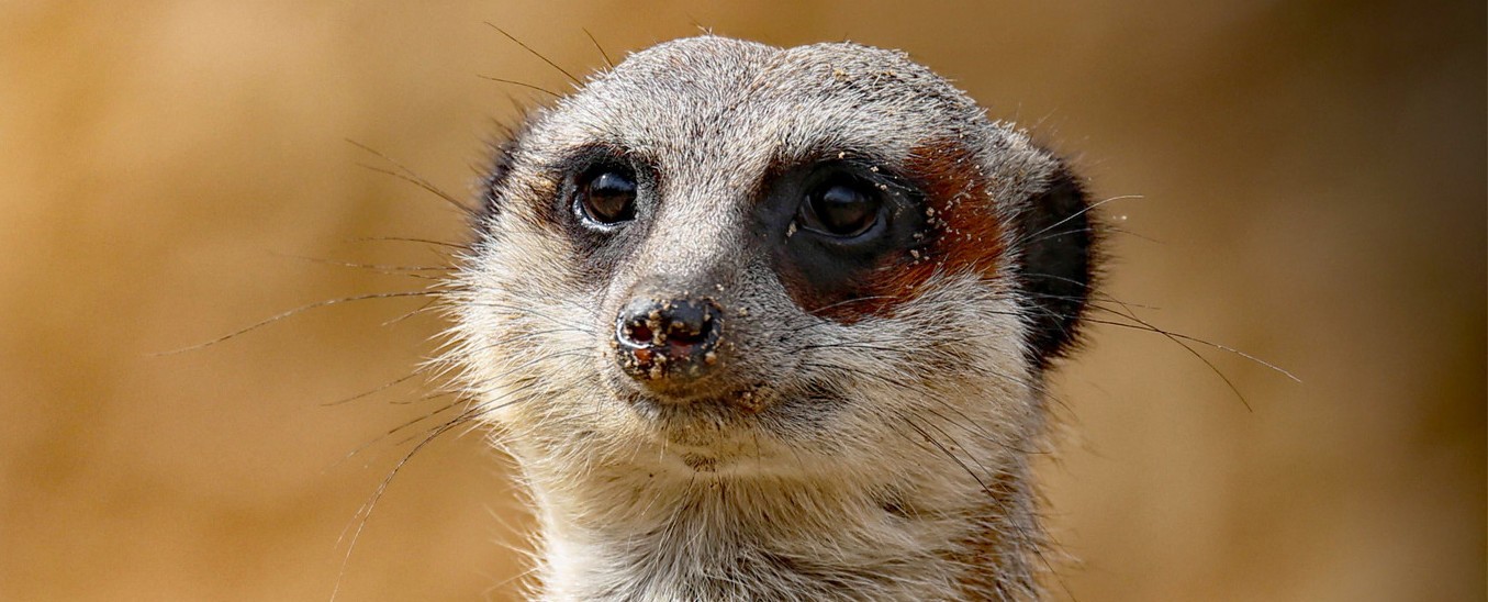 Meerkat (Photo: Jörg Schneider) Meerkat