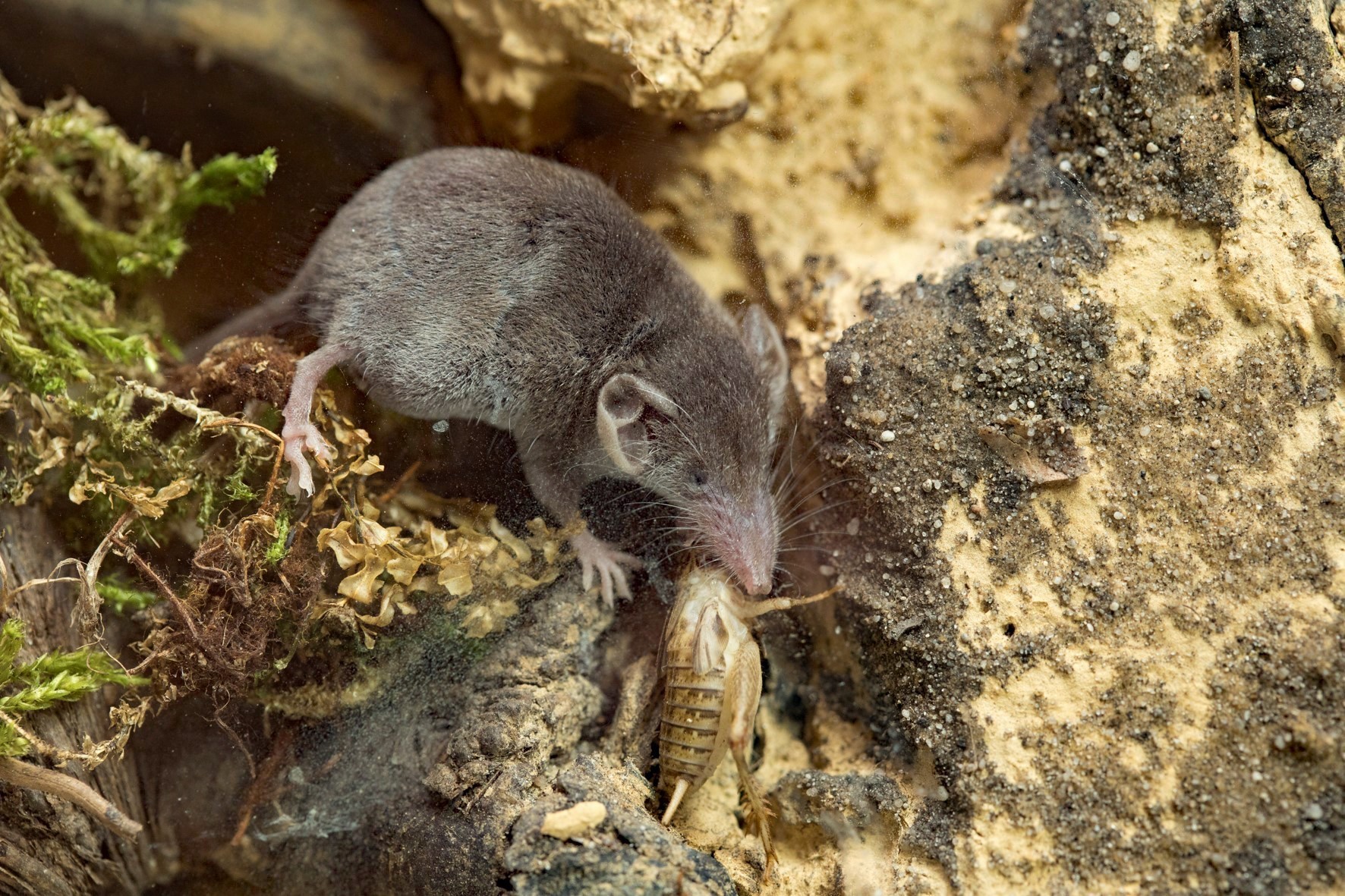 White-toothed pygmy shrew