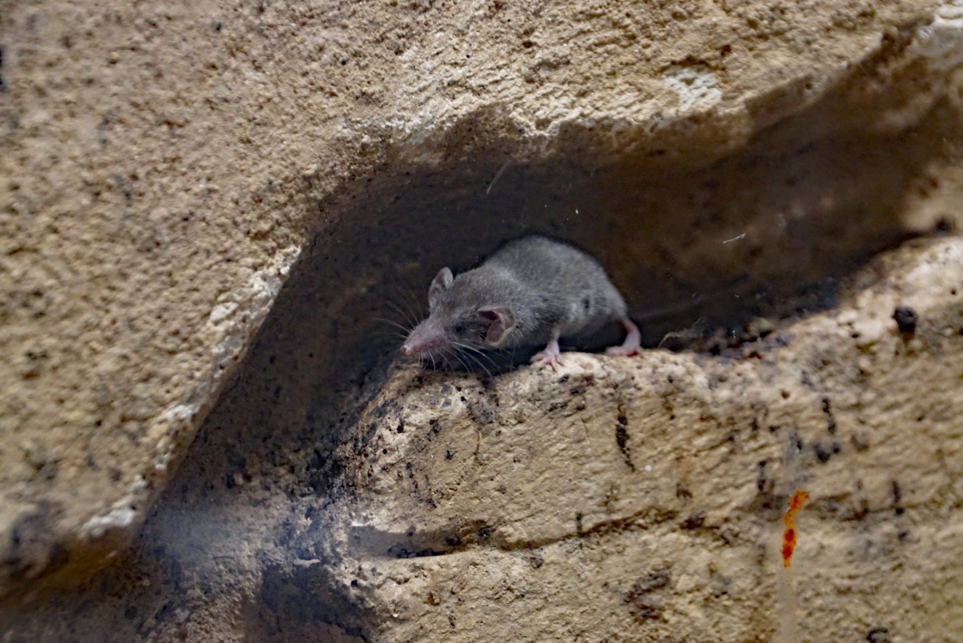 White-toothed pygmy shrew