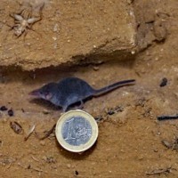 Size of White-toothed pygmy shrew