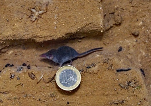 Size of White-toothed pygmy shrew