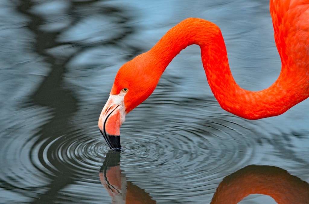 Kuba-Flamingo (Foto: Simone Hofmann) Kuba-Flamingo