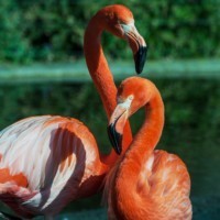 red flamingos