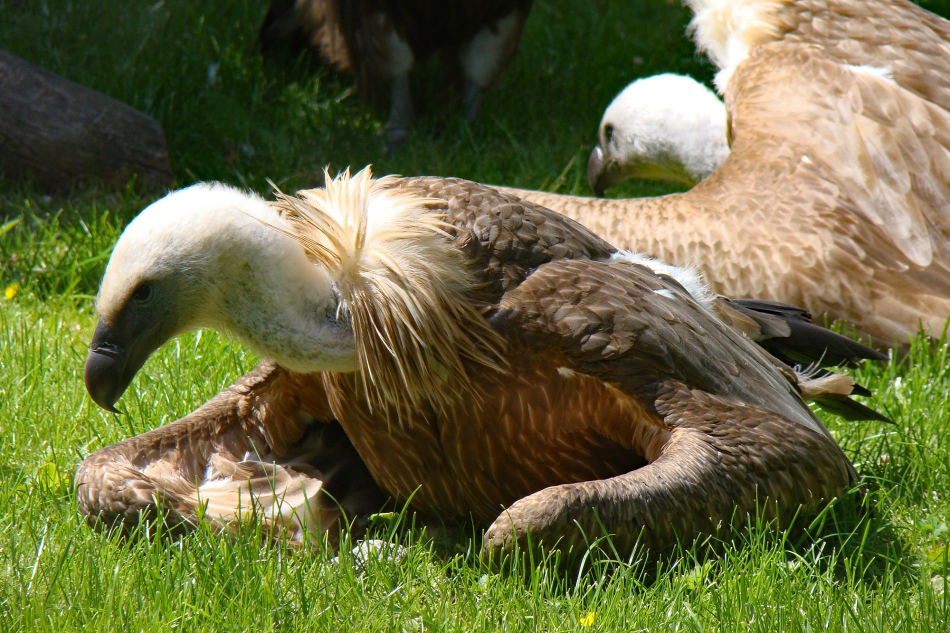 Gänsegeier beim Fressen