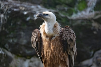 Griffon vulture