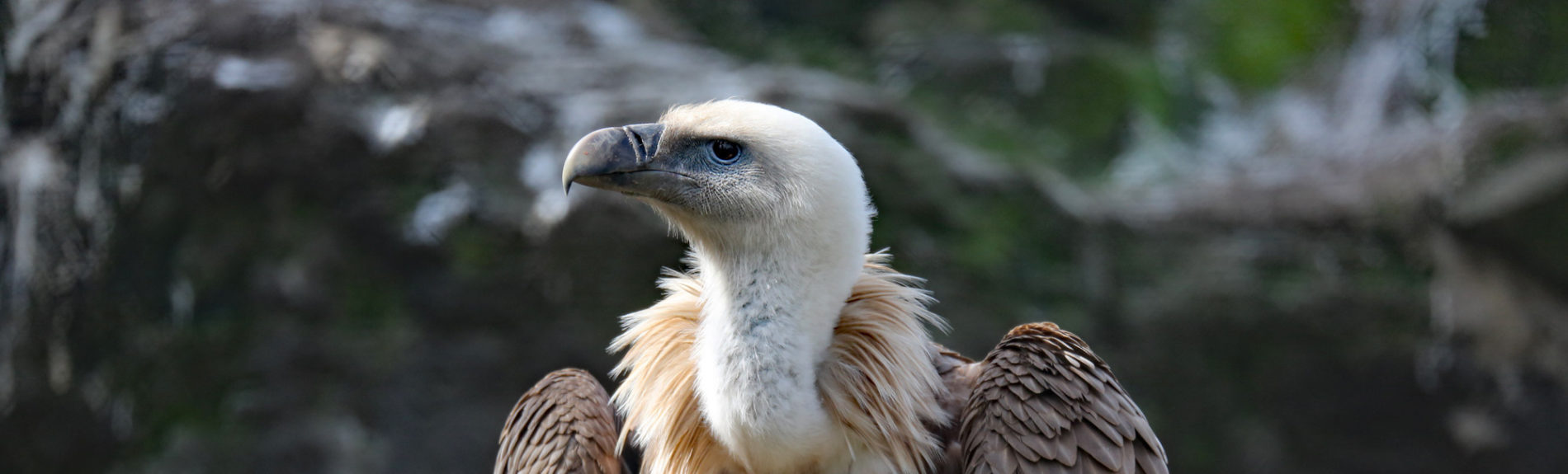 Griffon vulture