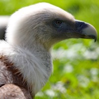 Gänsegeier