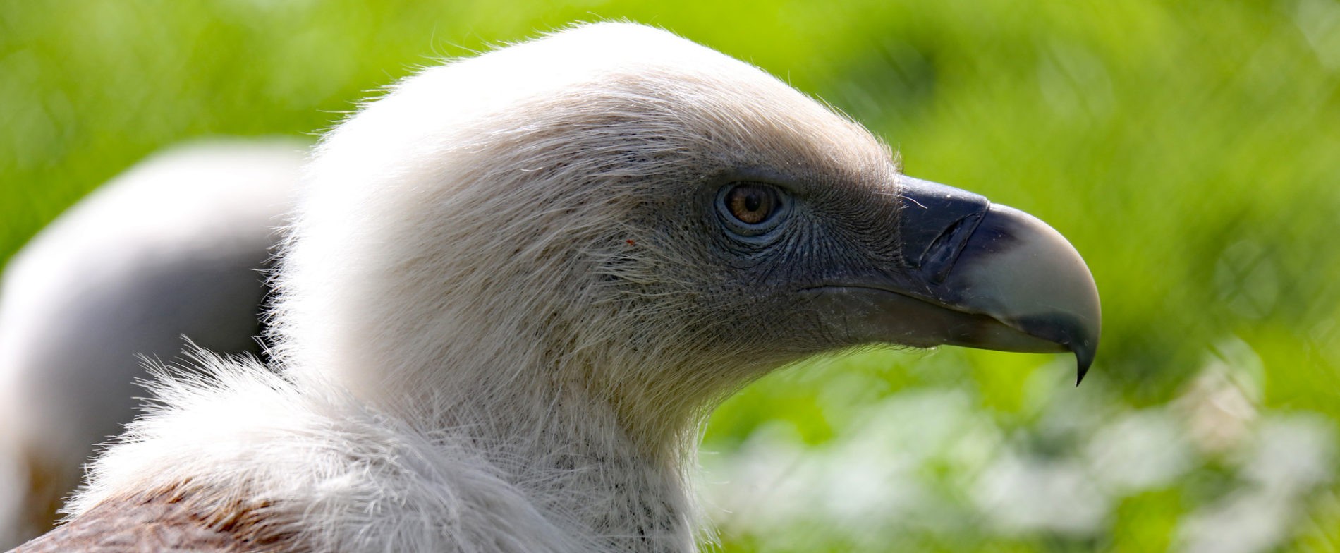 Griffon vulture