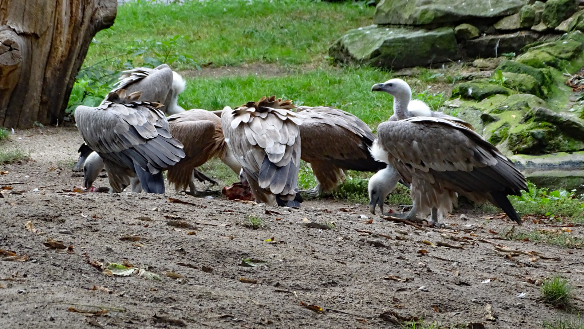 Griffon vultures feeding