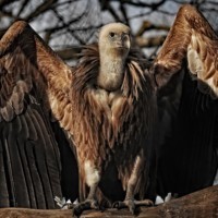 Griffon vulture