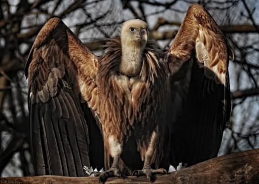 Griffon vulture