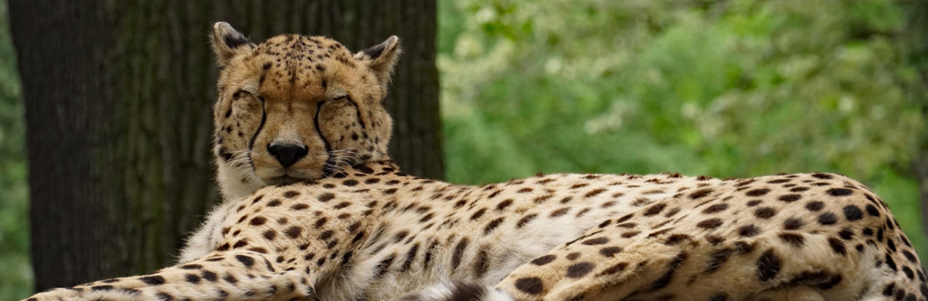 Gepard