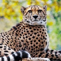 Cheetah