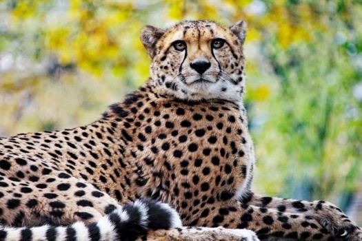 Cheetah