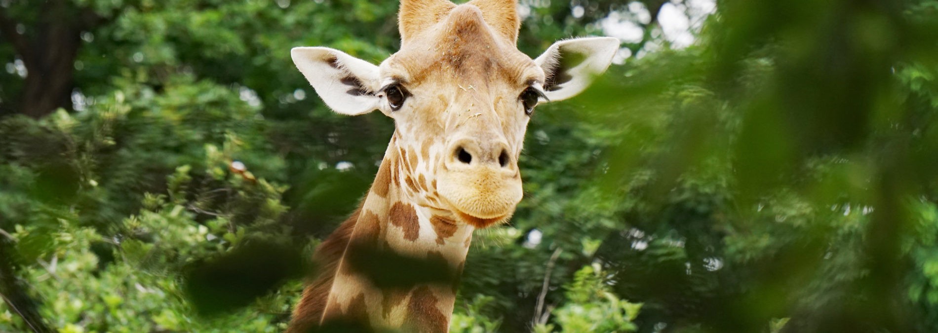 Kordofan-Giraffe