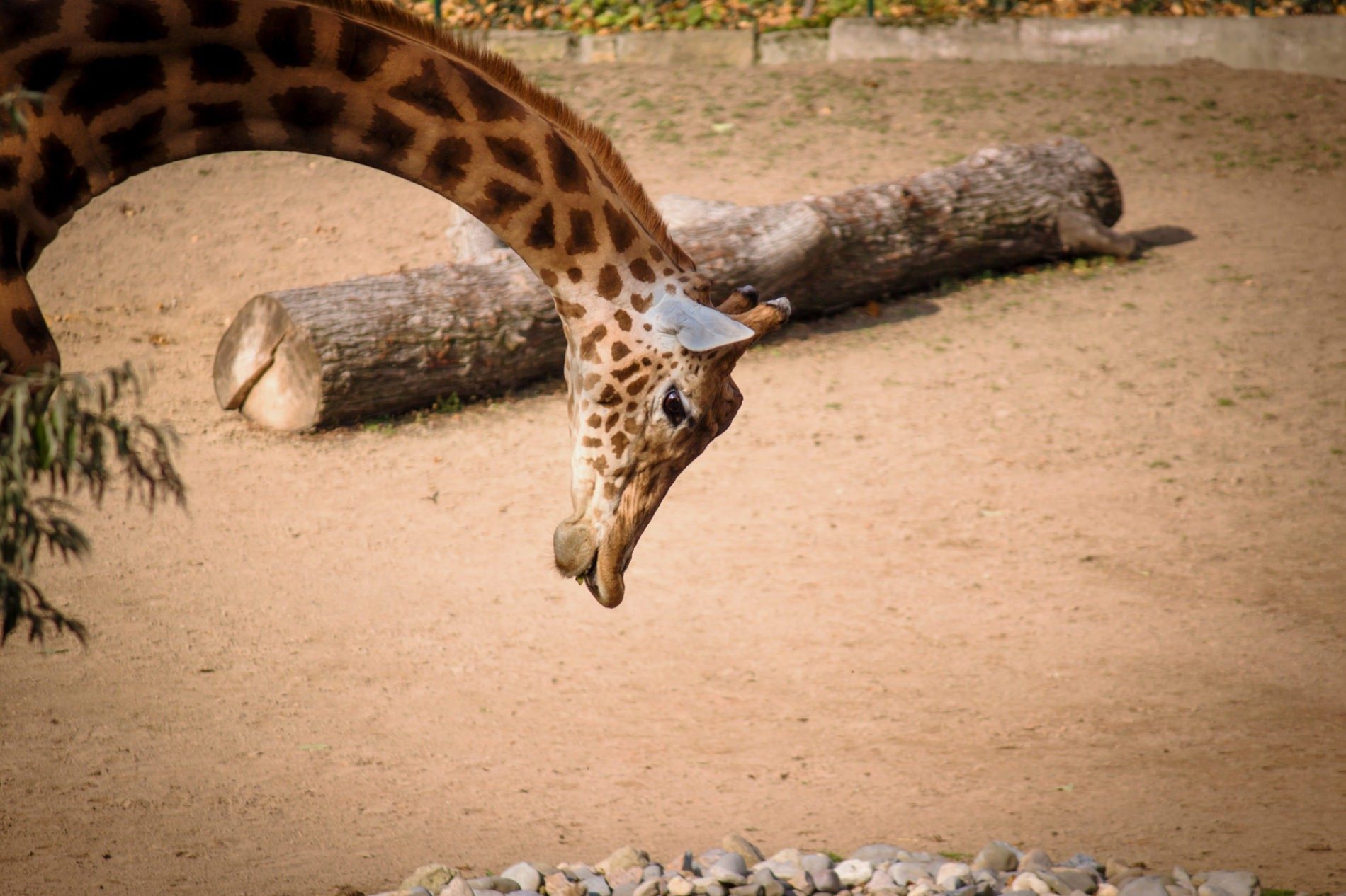 Giraffe Zoo Dresden Mein Makrokosmos