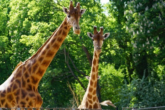 Kordofan giraffes