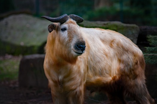 Golden takin