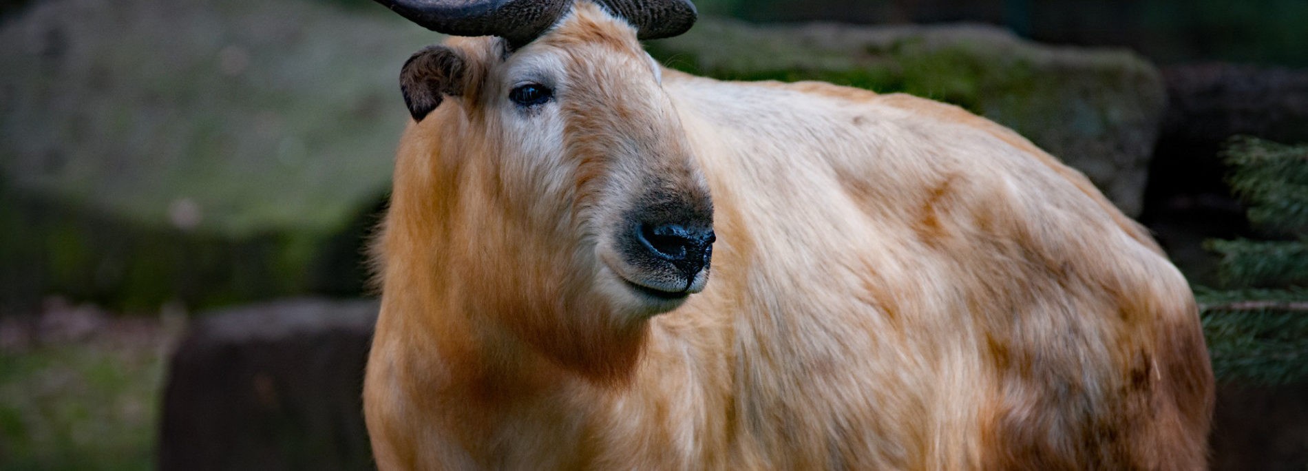 Golden takin