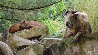 Golden takin with young.