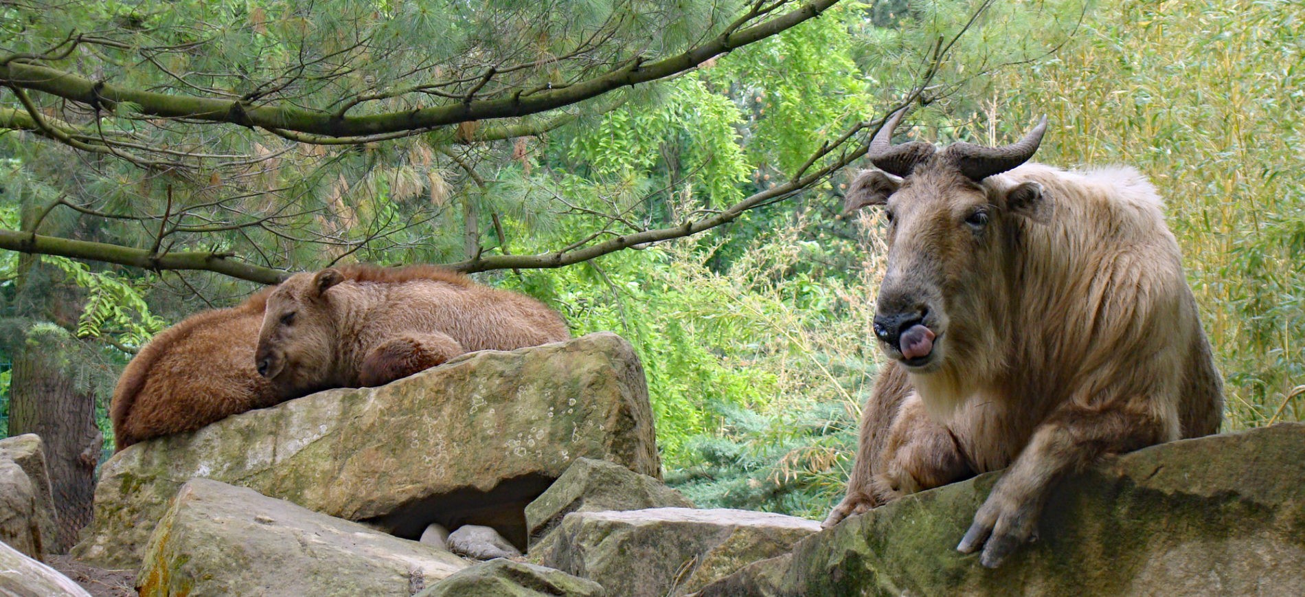 Goldtakin-Weibchen mit zwei Jungtieren