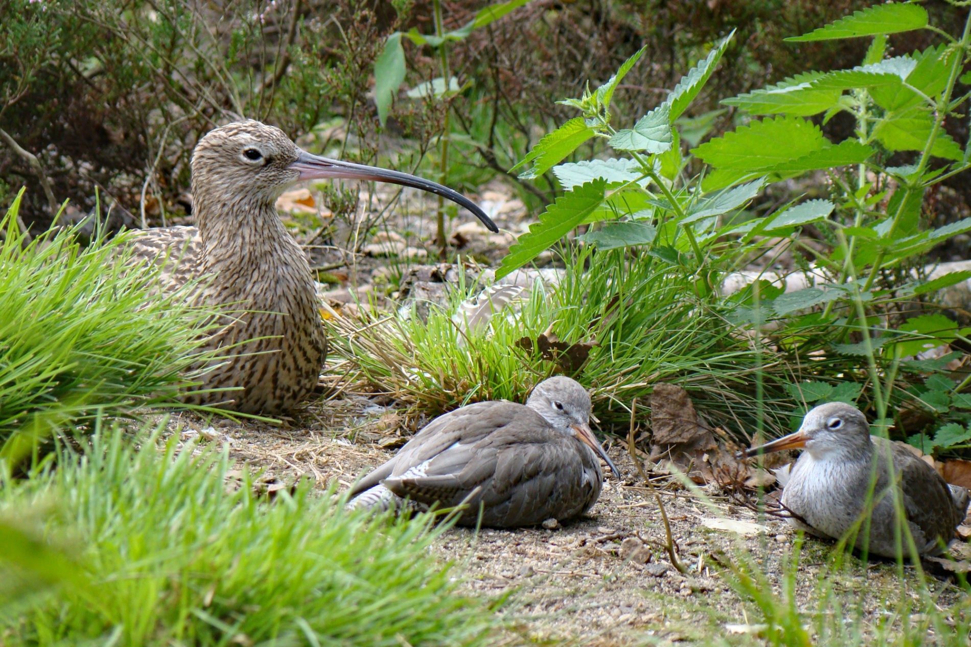 Großer Brachvogel