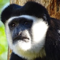Guereza