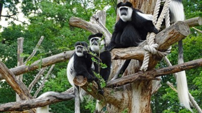 Mantled guerezas