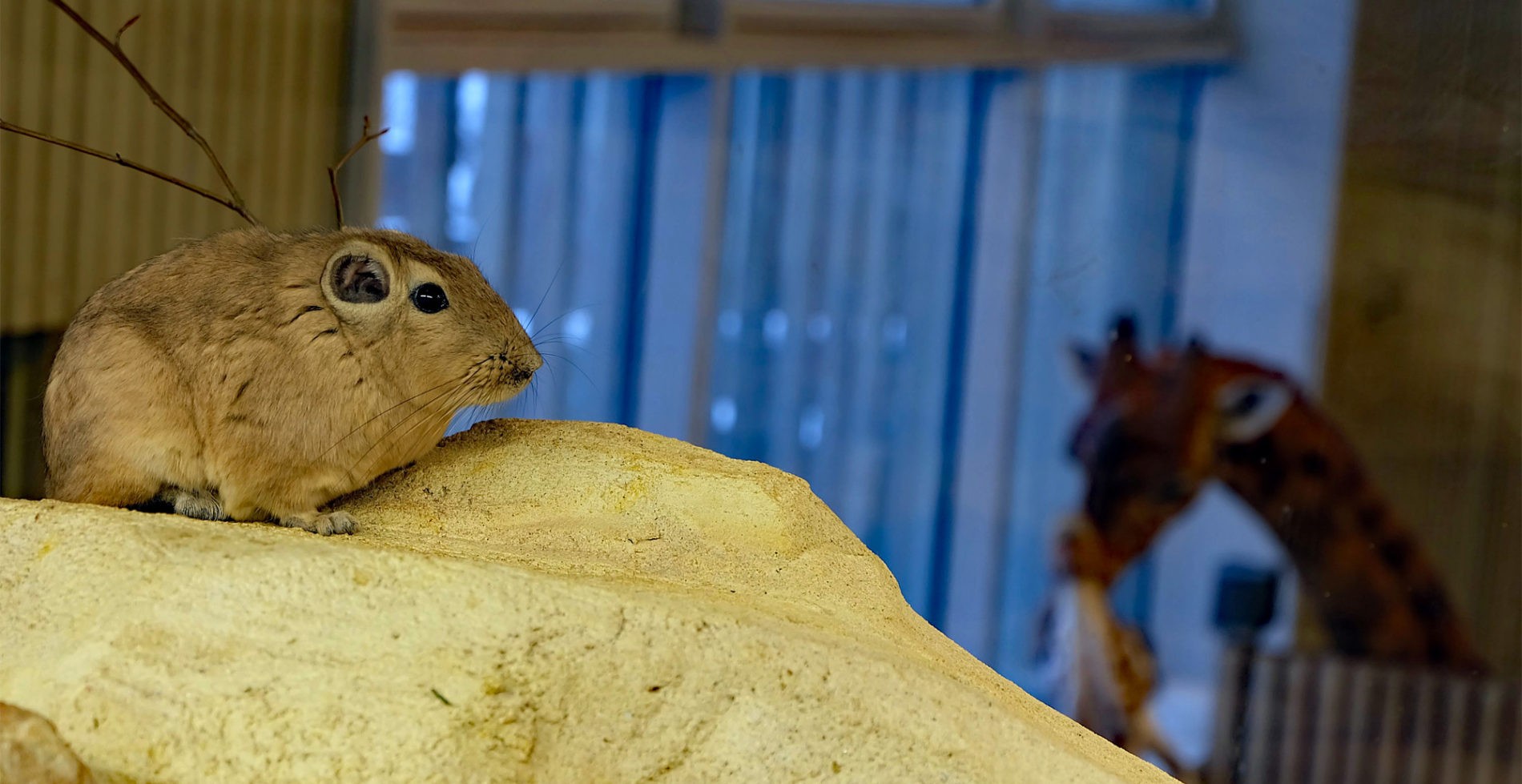 Gundi mit Kordofan-Giraffe im Hintergrund